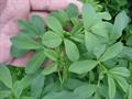 Medicago sativa